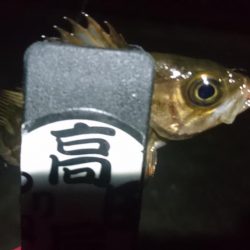 姫路メバリング