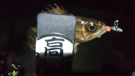 姫路メバリング