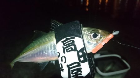 バレンタインアジ