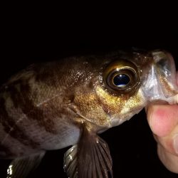 メバリングで入れ食い