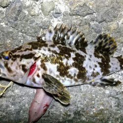 タケノコゲーム