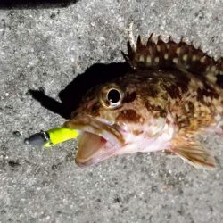 癒しと安定のガシラ