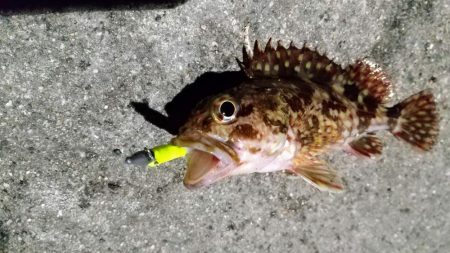 癒しと安定のガシラ