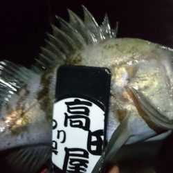 雨上がりにメバル！！