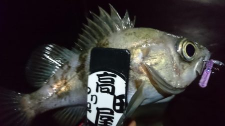 雨上がりにメバル！！