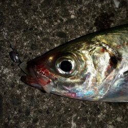 勝浦でグレ釣り