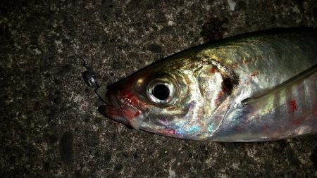 アジングでナイトゲーム