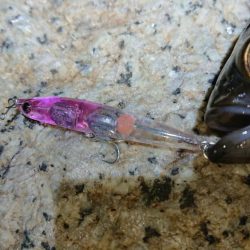 メバルプラッキング