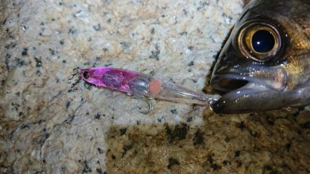 メバルプラッキング