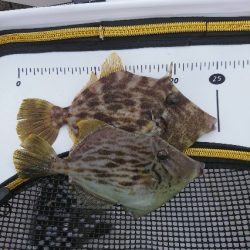 御五神で連続のグレ釣り