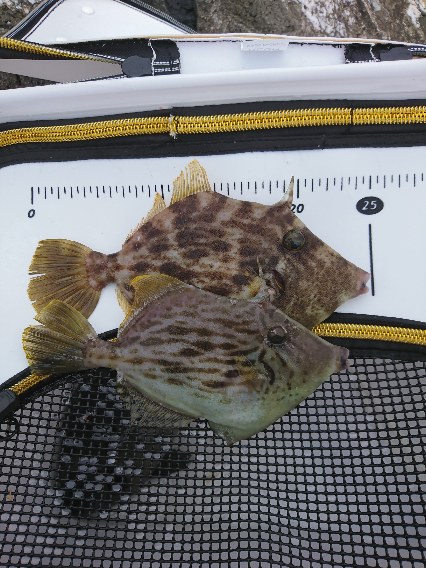 御五神で連続のグレ釣り