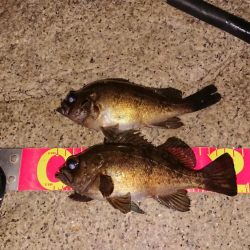 メバルプラッキング