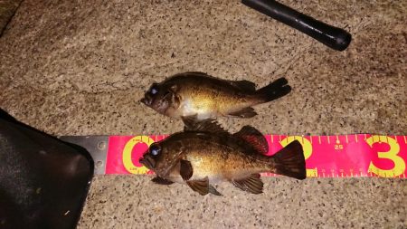 メバルプラッキング