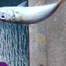 入れ食いでした！