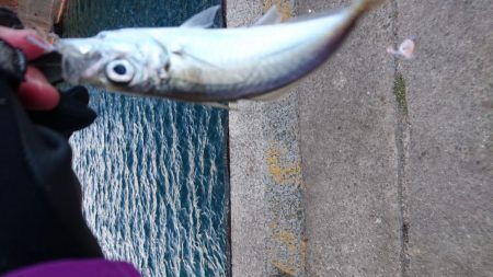 入れ食いでした！