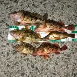 メバルとほぼガシラ