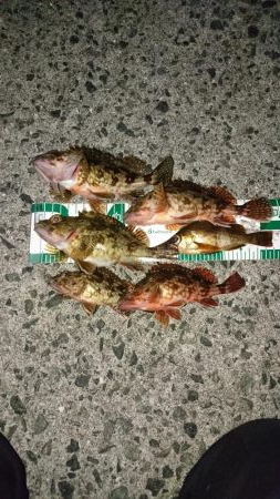 メバルとほぼガシラ