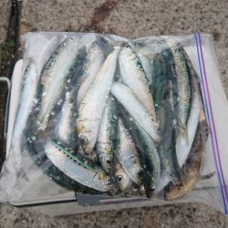 まだまだイワシ祭り