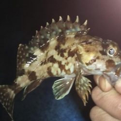 メバリングに思わぬゲスト