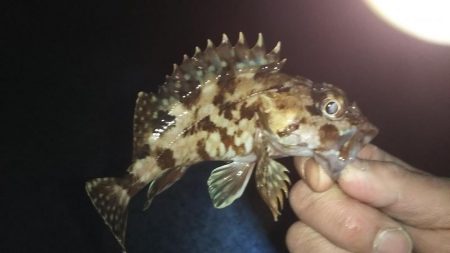 メバリングに思わぬゲスト