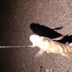 極寒メバリング