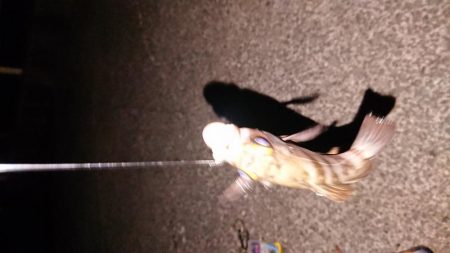 極寒メバリング