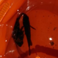 渋い!引き出し少ない