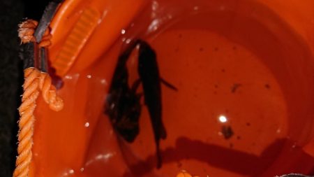 渋い!引き出し少ない