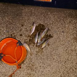 型が出ませんでした