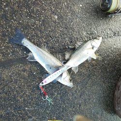 ｾｲｺﾞ祭？否、ｽﾚ祭