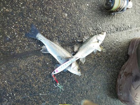 ｾｲｺﾞ祭？否、ｽﾚ祭