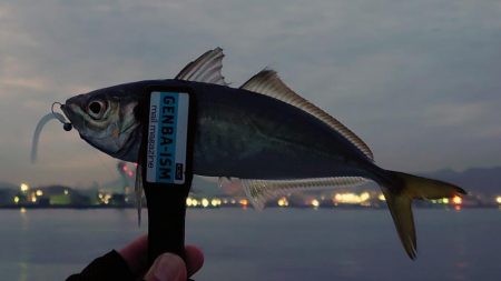 メバルよりもまだアジでした!