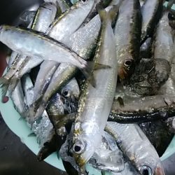 まだまだ釣れてるよ!