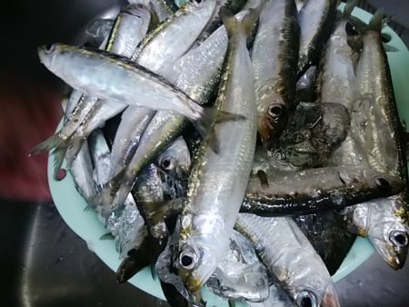 まだまだ釣れてるよ！