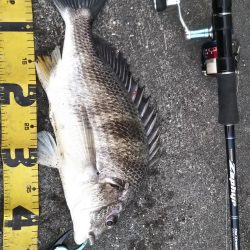 ぶらシーバス！！