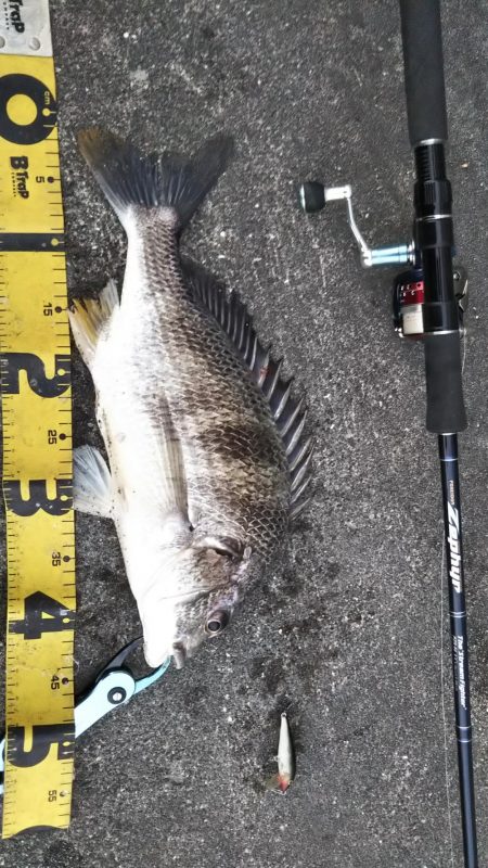 ぶらシーバス！！