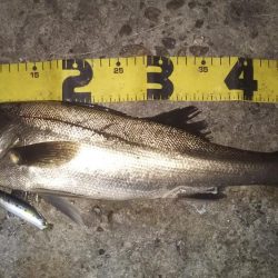 ぶらシーバス！！