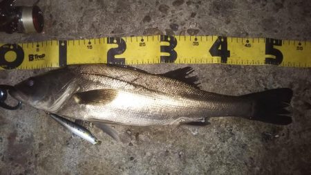 ぶらシーバス！！