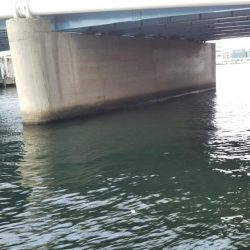 ぶらシーバス!!