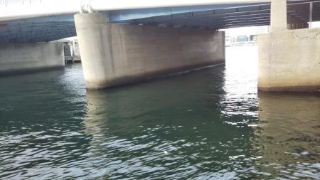 ぶらシーバス!!