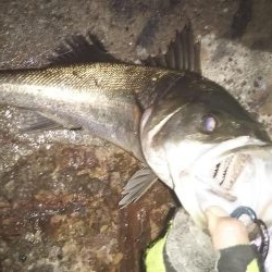 ぶらシーバス！！