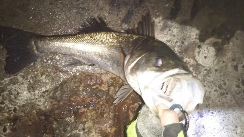 ぶらシーバス！！