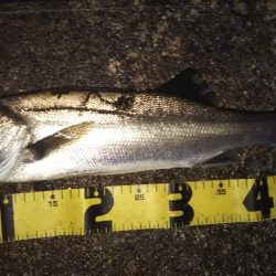 ぶらシーバス！！