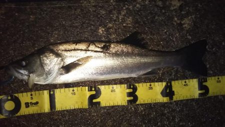 ぶらシーバス！！