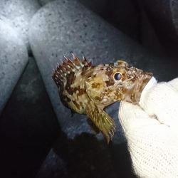 メバルは…？でもガシラは好調！