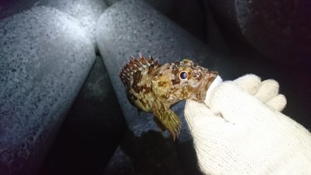 メバルは…？でもガシラは好調！