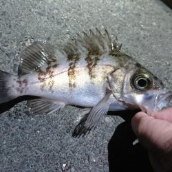 メバル来た来た来た！！