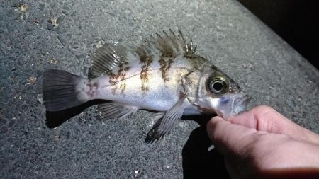 メバル来た来た来た！！