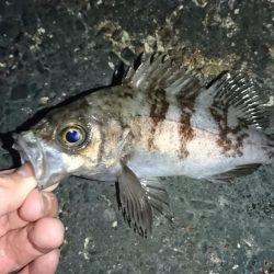 メバル完全復活!!!