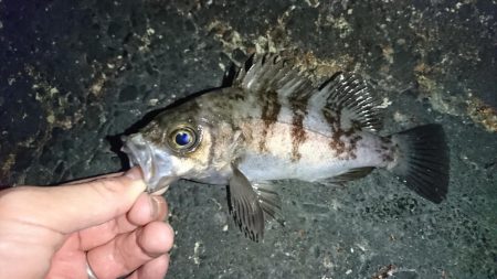 メバル完全復活！！！